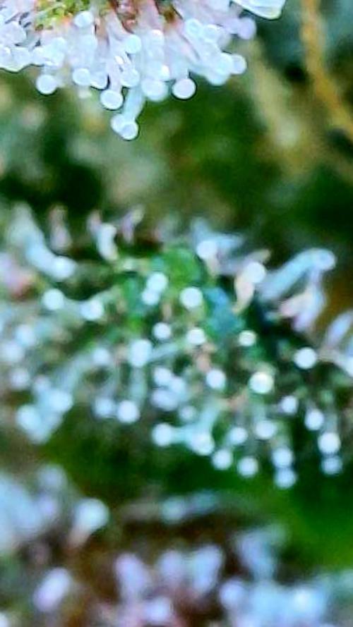 Apricot Auto-Fast Buds. Week 10