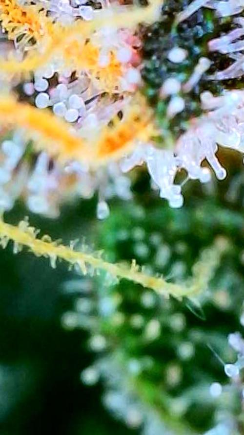 Apricot Auto-Fast Buds. Week 10