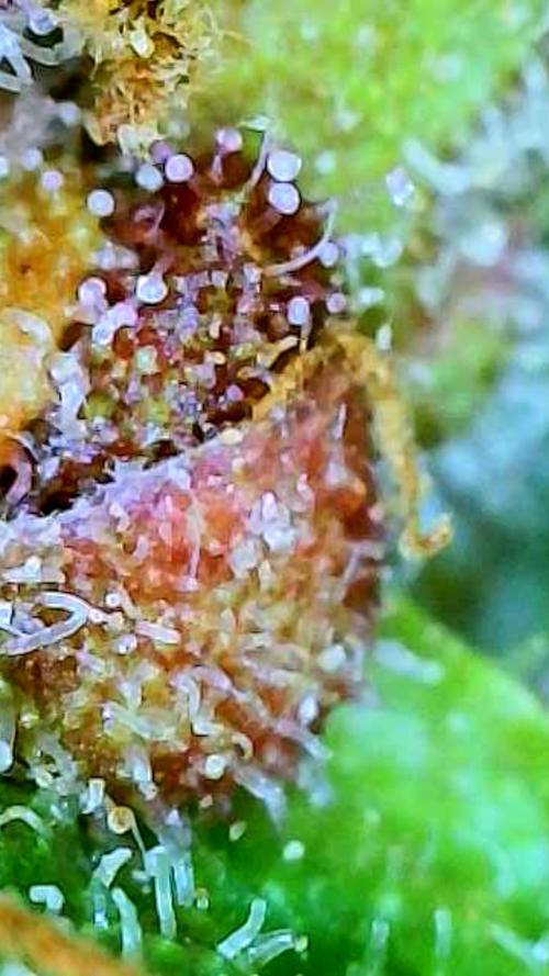 Apricot Auto-Fast Buds. Week 10