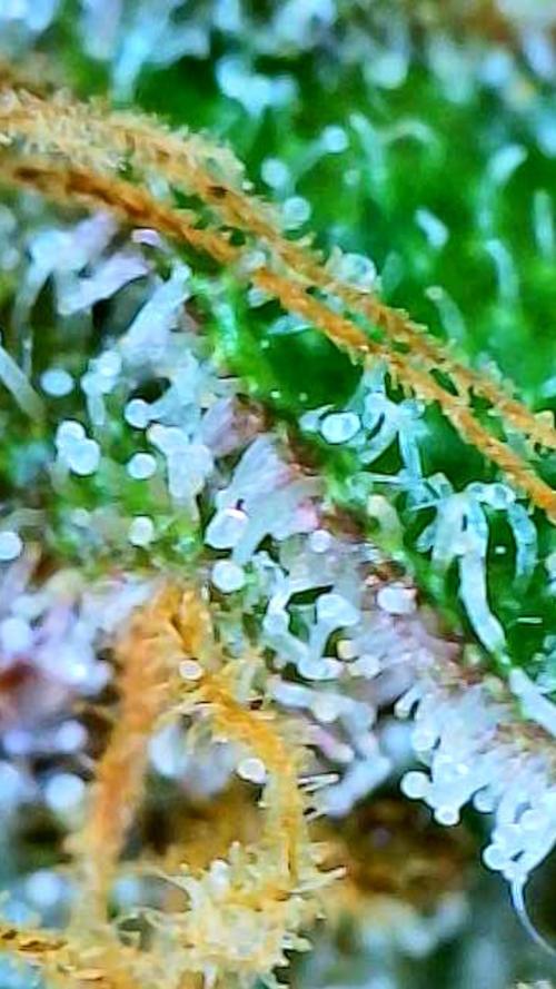 Apricot Auto-Fast Buds. Week 10