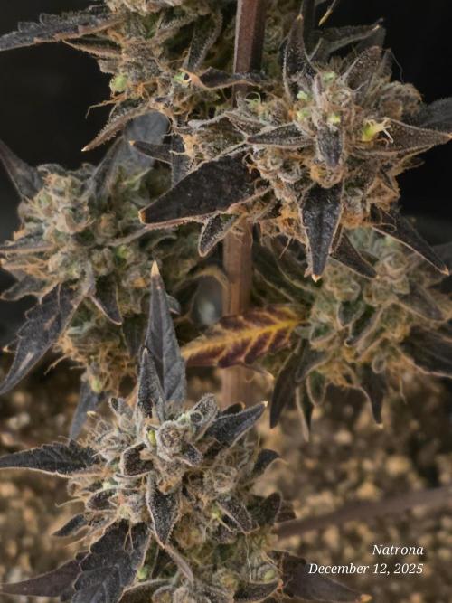 Apricot Auto-Fast Buds. Week 10