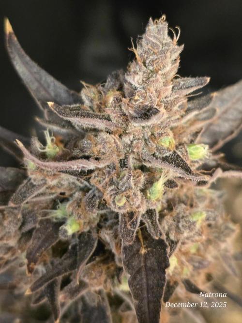 Apricot Auto-Fast Buds. Week 10