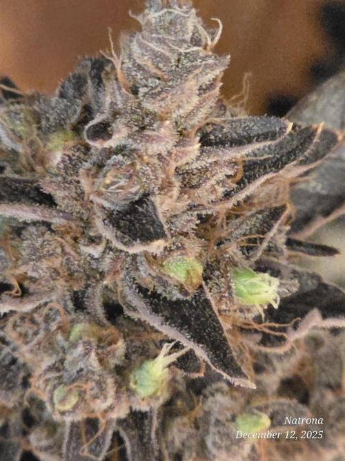 Apricot Auto-Fast Buds. Week 10