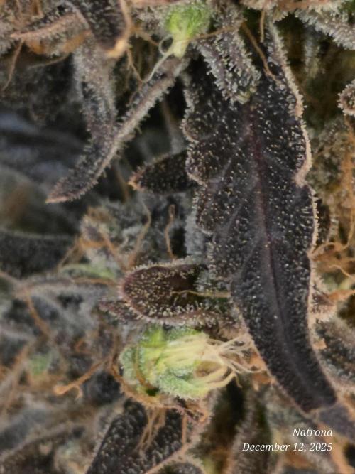 Apricot Auto-Fast Buds. Week 10