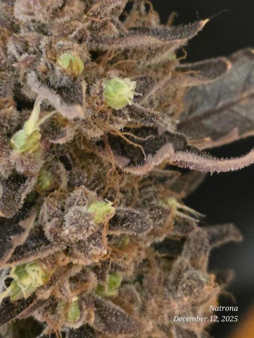 Apricot Auto-Fast Buds. Week 10