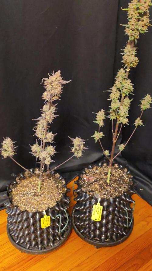 Apricot Auto-Fast Buds