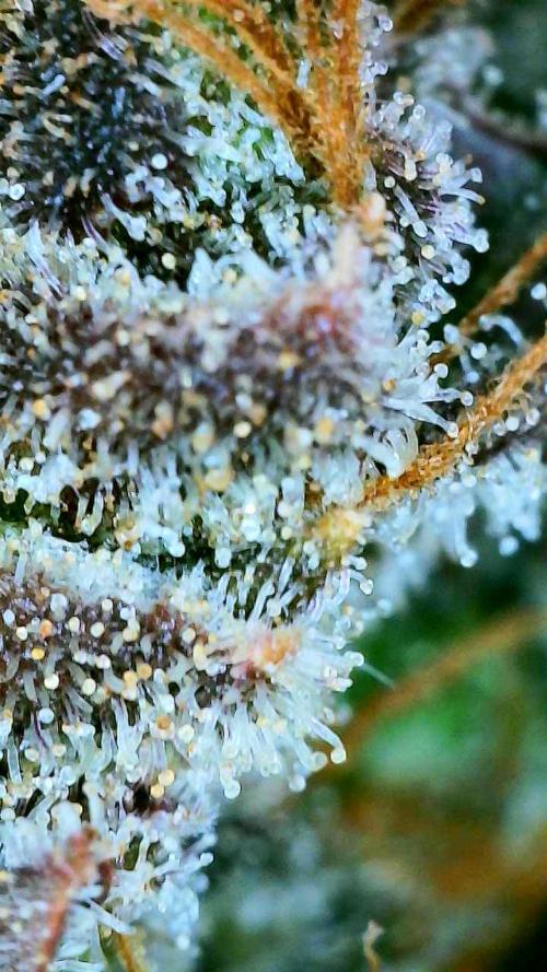 Apricot Auto-Fast Buds. Week 10