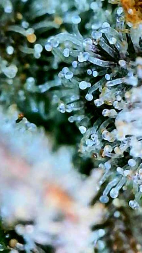 Apricot Auto-Fast Buds. Week 10