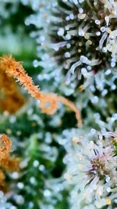 Apricot Auto-Fast Buds. Week 10