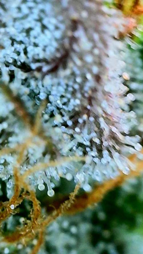 Apricot Auto-Fast Buds. Week 10