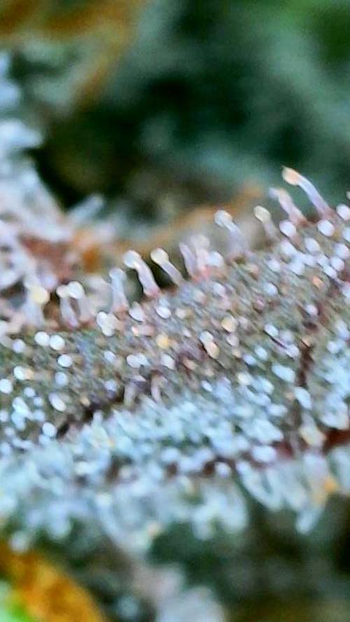 Apricot Auto-Fast Buds. Week 10