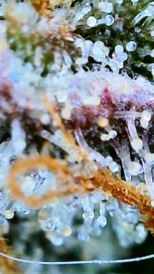 Apricot Auto-Fast Buds. Week 10