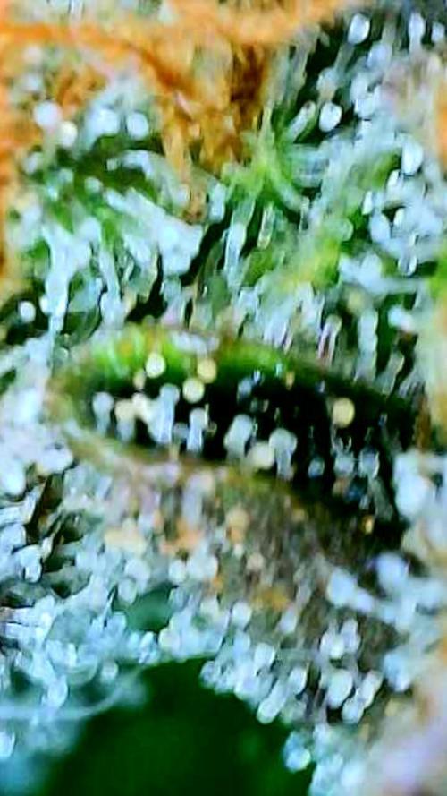 Apricot Auto-Fast Buds. Week 10