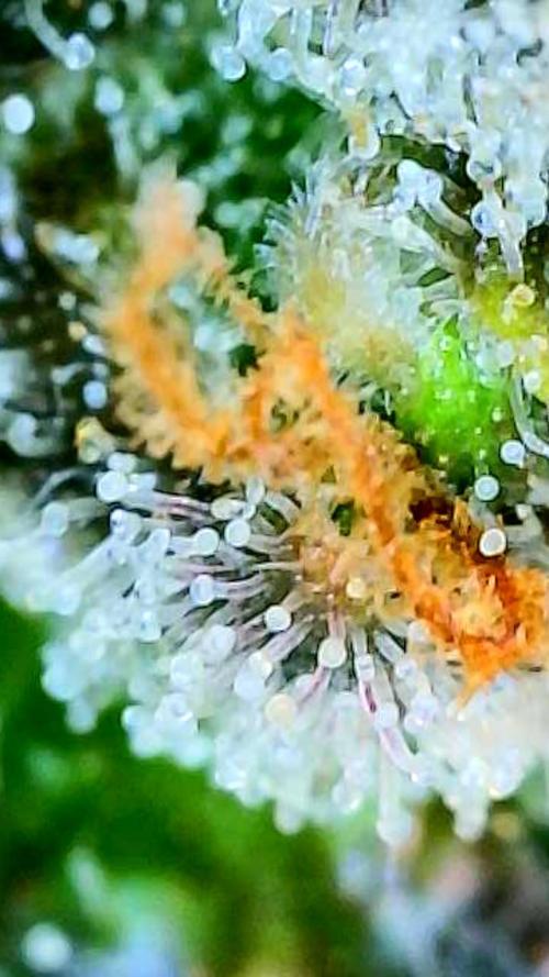 Apricot Auto-Fast Buds. Week 10