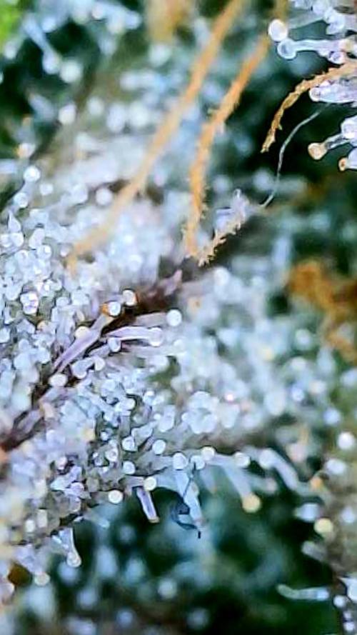 Apricot Auto-Fast Buds. Week 10