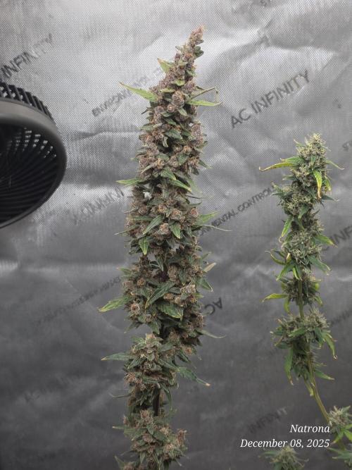 Apricot Auto-Fast Buds. Week 10