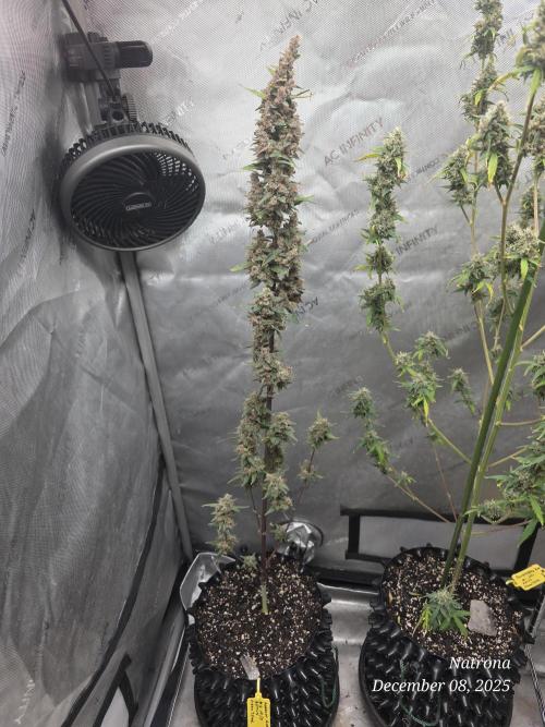 Apricot Auto-Fast Buds. Week 10