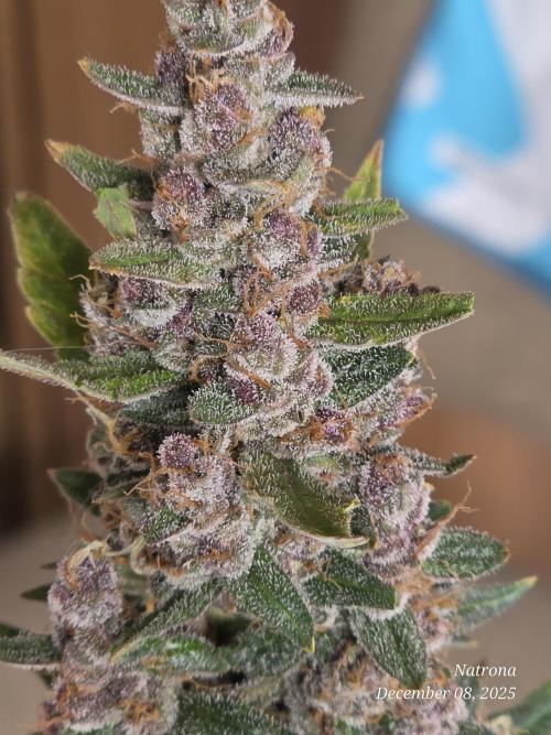 Apricot Auto-Fast Buds. Week 10