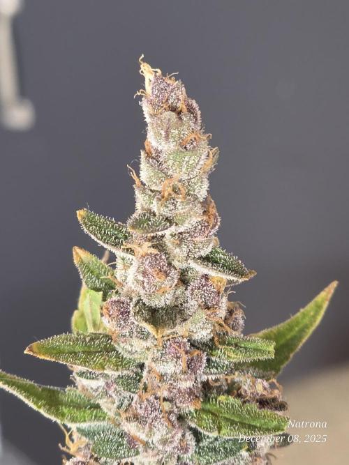 Apricot Auto-Fast Buds. Week 10