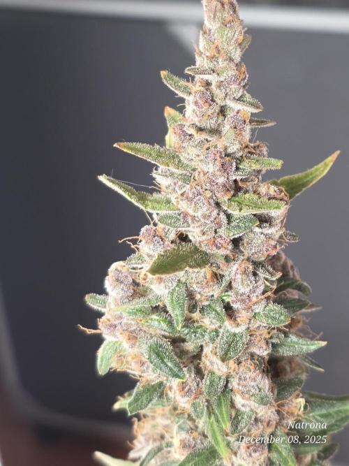 Apricot Auto-Fast Buds. Week 10