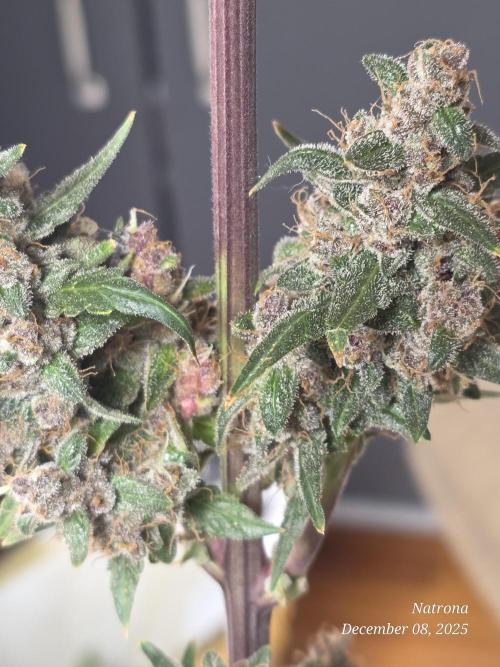 Apricot Auto-Fast Buds. Week 10