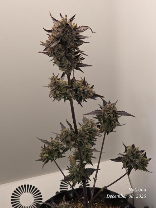 Apricot Auto-Fast Buds. Week 10