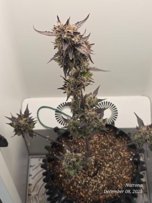 Apricot Auto-Fast Buds. Week 10