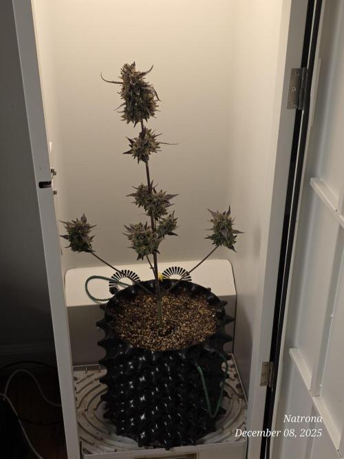 Apricot Auto-Fast Buds. Week 10