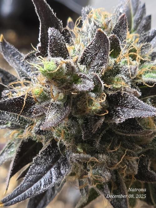 Apricot Auto-Fast Buds. Week 10