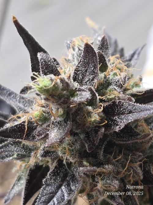 Apricot Auto-Fast Buds. Week 10