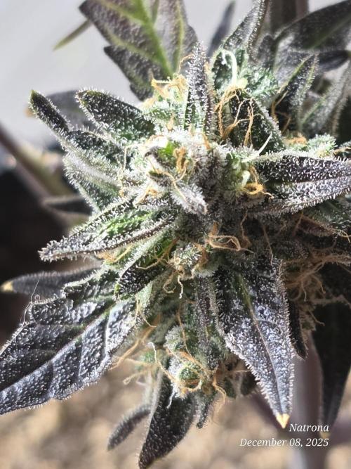 Apricot Auto-Fast Buds. Week 10