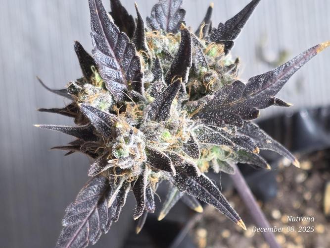 Apricot Auto-Fast Buds. Week 10