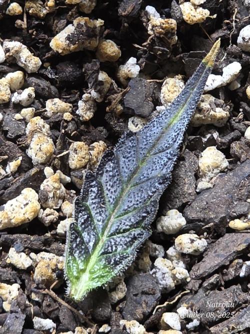 Apricot Auto-Fast Buds. Week 10