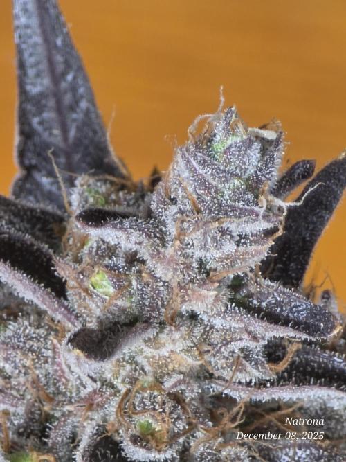 Apricot Auto-Fast Buds. Week 10