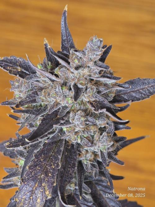 Apricot Auto-Fast Buds. Week 10