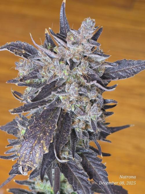 Apricot Auto-Fast Buds. Week 10