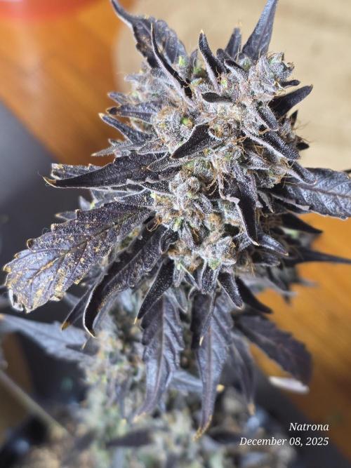 Apricot Auto-Fast Buds. Week 10