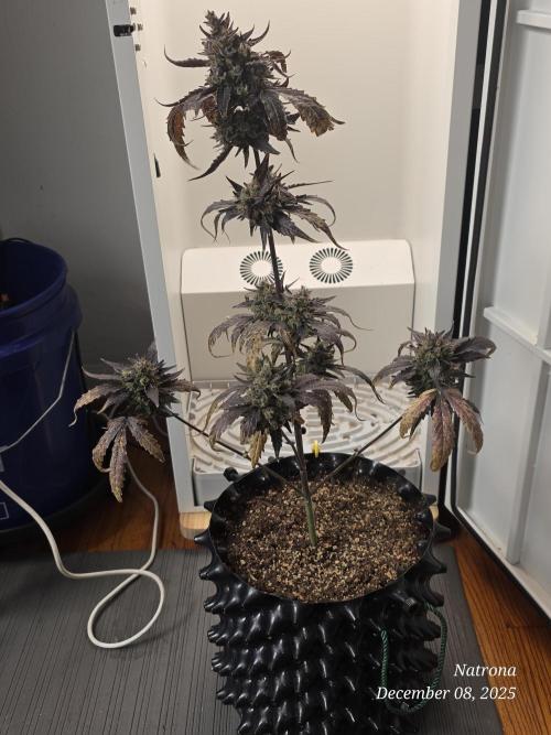 Apricot Auto-Fast Buds. Week 10