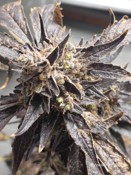 Apricot Auto-Fast Buds. Week 10