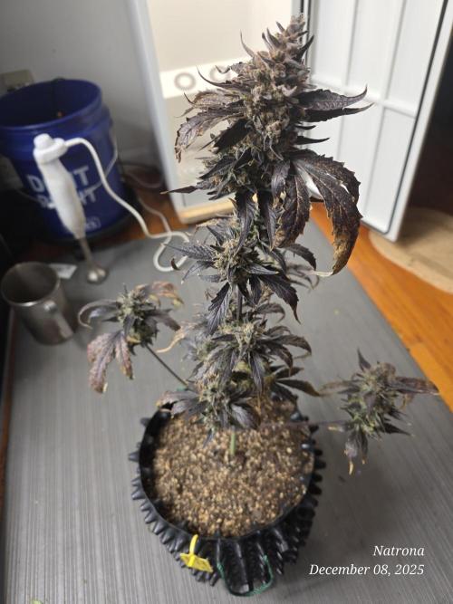 Apricot Auto-Fast Buds. Week 10