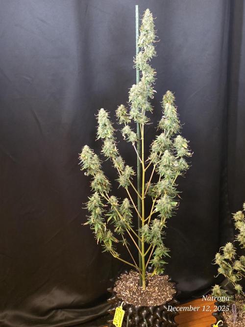 Apricot Auto-Fast Buds. Week 11