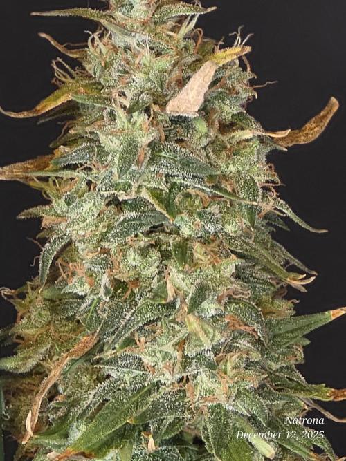 Apricot Auto-Fast Buds. Week 11