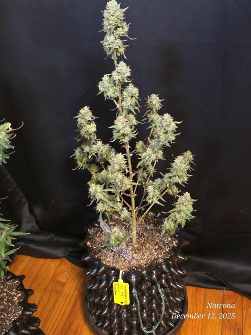 Apricot Auto-Fast Buds. Week 11