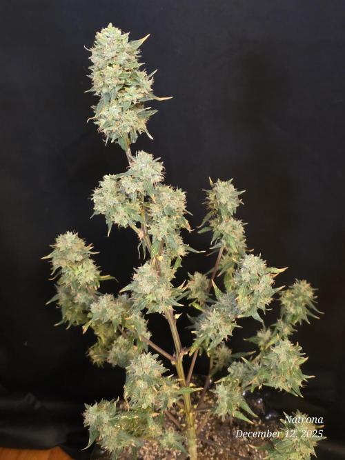 Apricot Auto-Fast Buds. Week 11