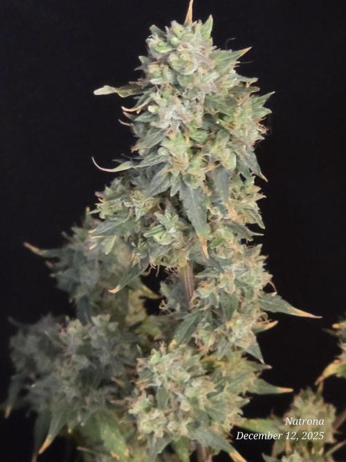 Apricot Auto-Fast Buds. Week 11