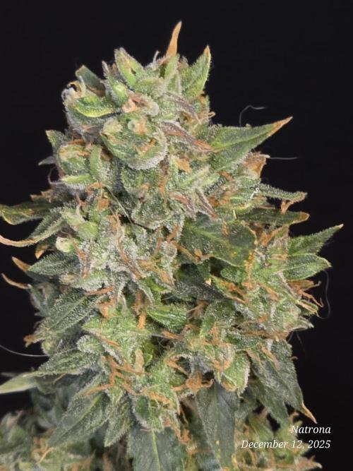 Apricot Auto-Fast Buds. Week 11