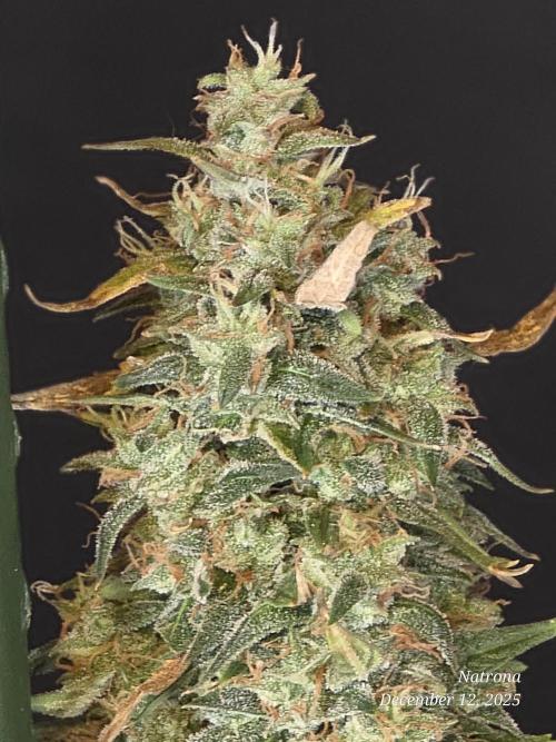 Apricot Auto-Fast Buds. Week 11