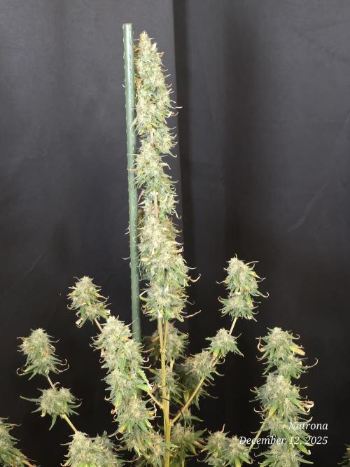 Apricot Auto-Fast Buds. Week 11