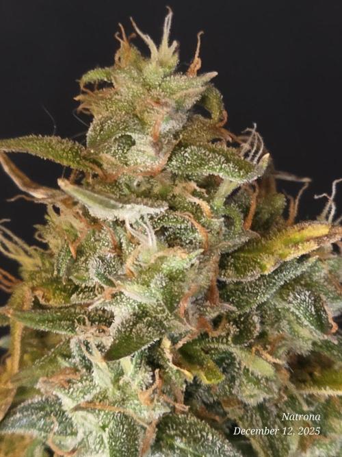 Apricot Auto-Fast Buds. Week 11