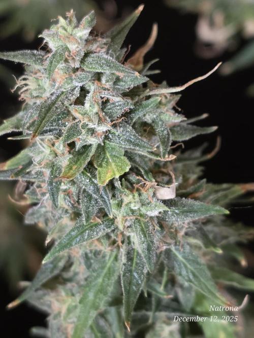 Apricot Auto-Fast Buds. Week 11